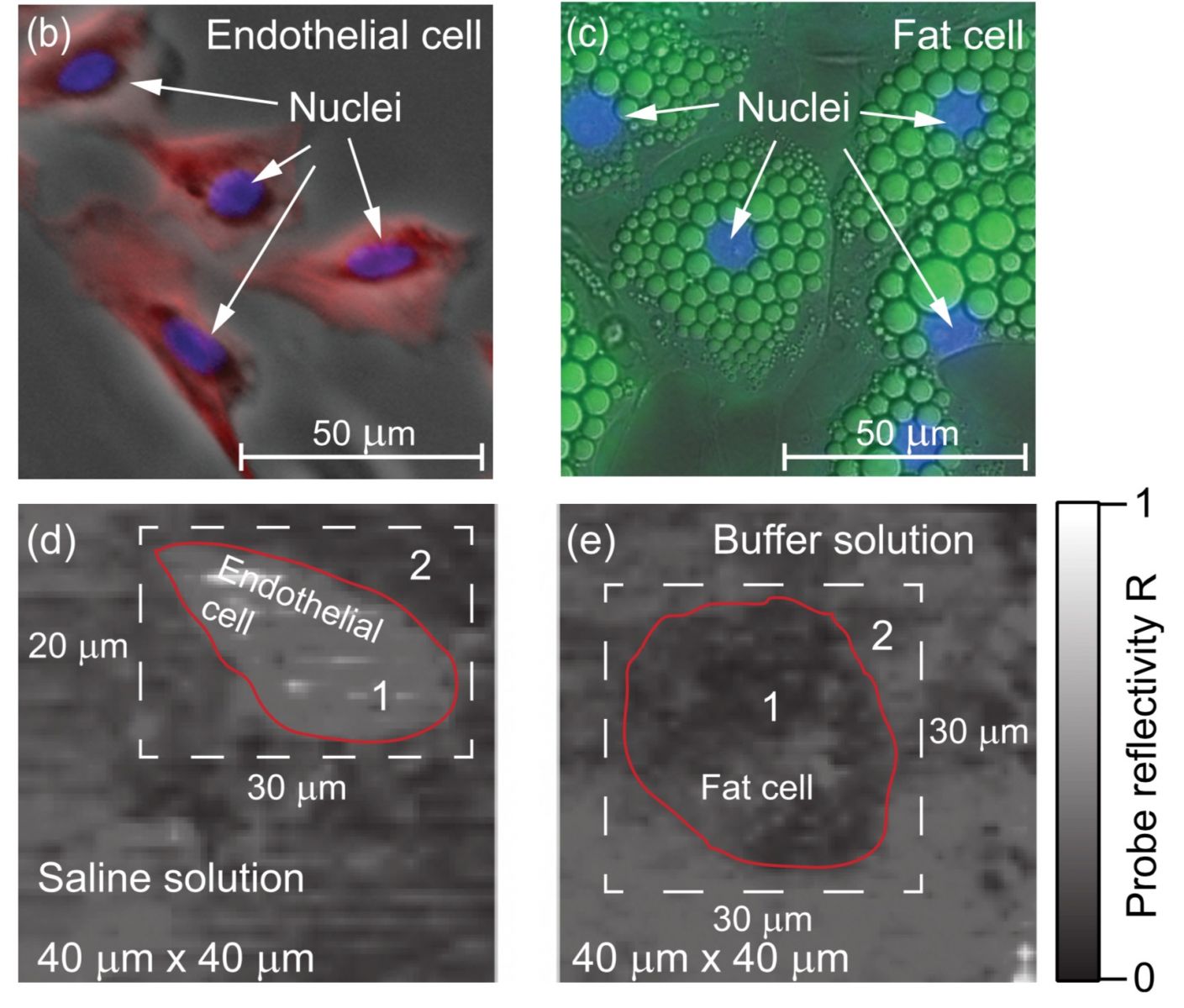 Picosecond ultrasonics ‒ 3D cell imaging technique with high frequency  acoustic waves : มหาวิทยาลัยวลัยลักษณ์